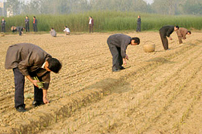 planting-willow