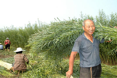 willow-grow-and-harvest2